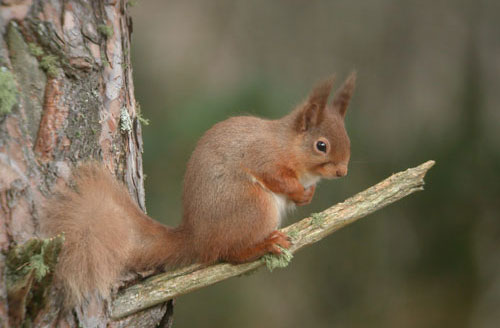 Garden Red Squirrel