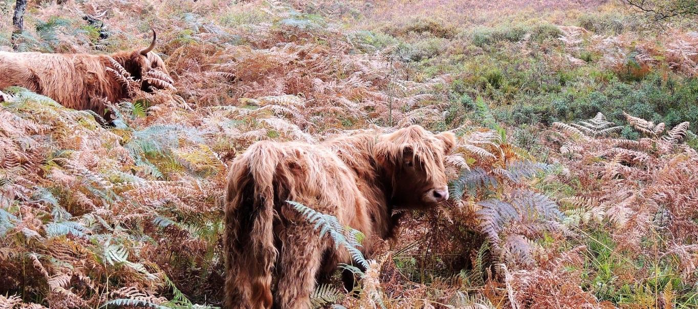 Newtonmore - Highland Cows