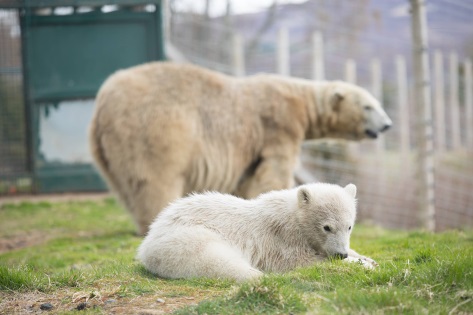 Highland Wildlife Park - Kincraig